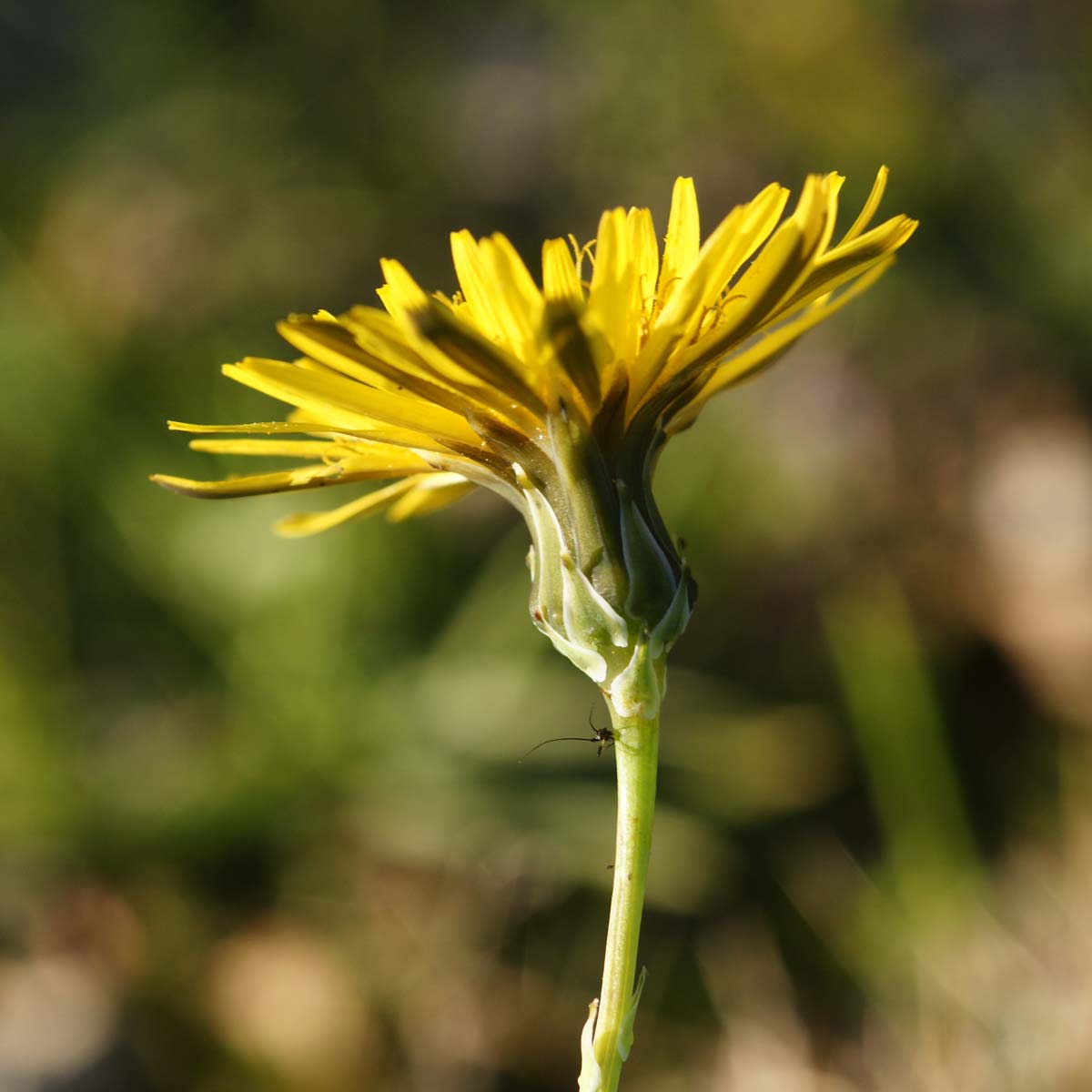 Cousteline - Reichardia picroides