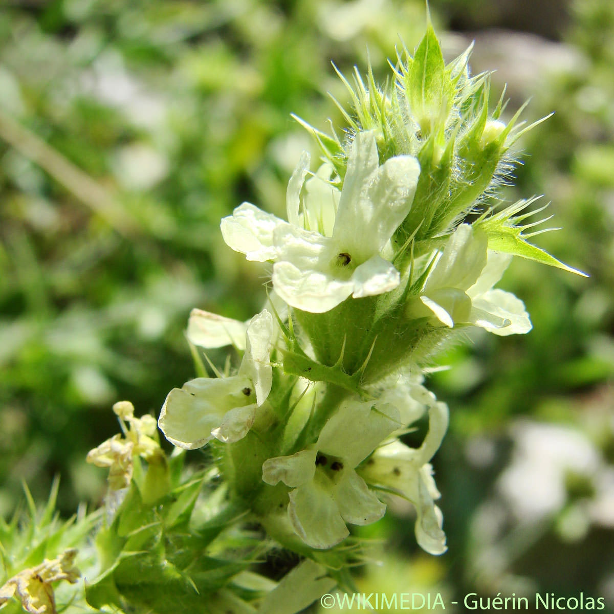 Crapaudine à feuilles d'Hysope - Sideritis hyssopifolia subsp. hyssopifolia