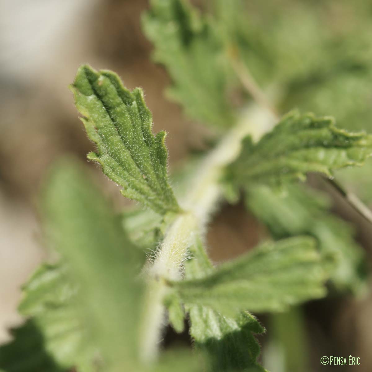 Crapaudine hérissée - Sideritis hirsuta