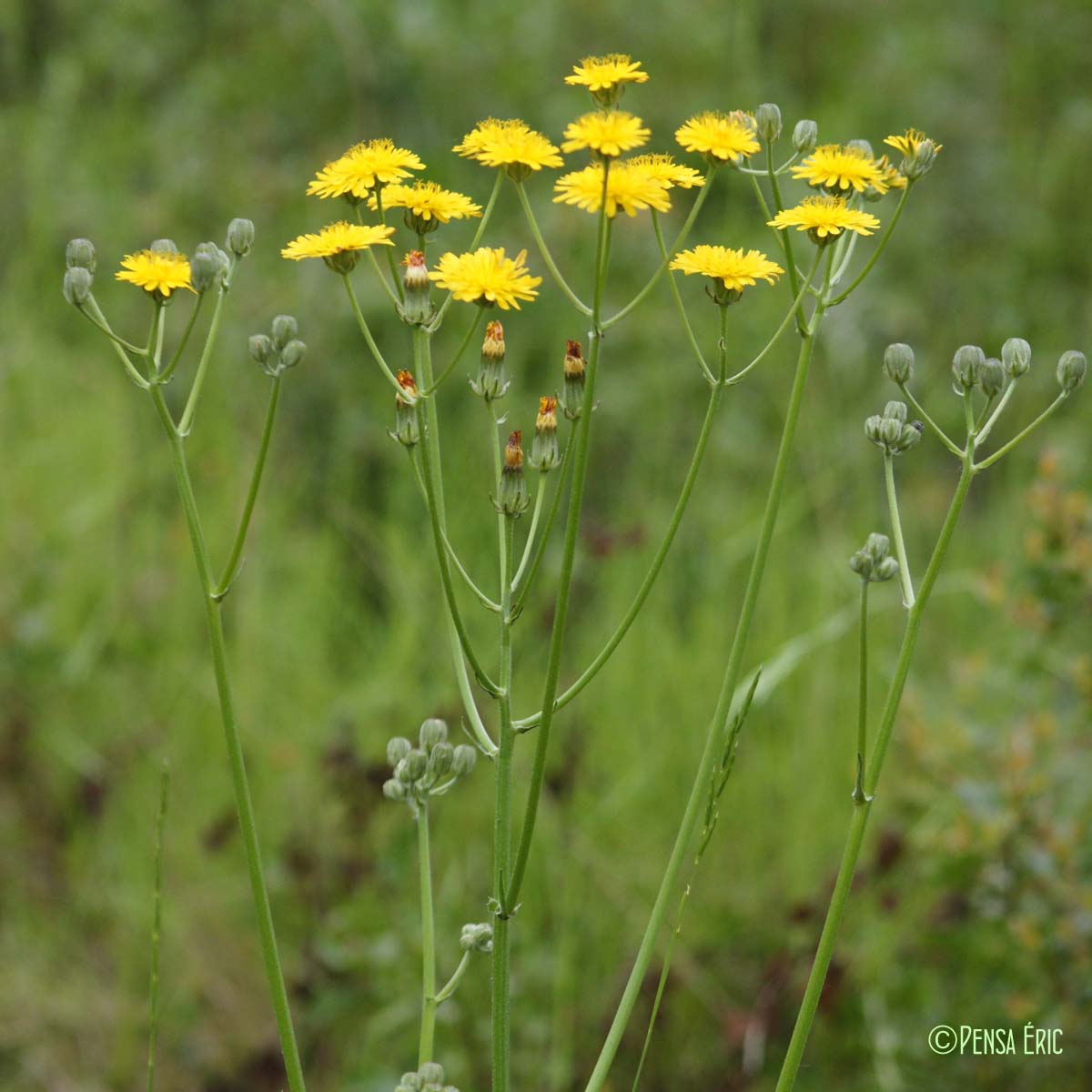 Crépide à feuilles de pissenlit - Crepis vesicaria subsp. taraxacifolia