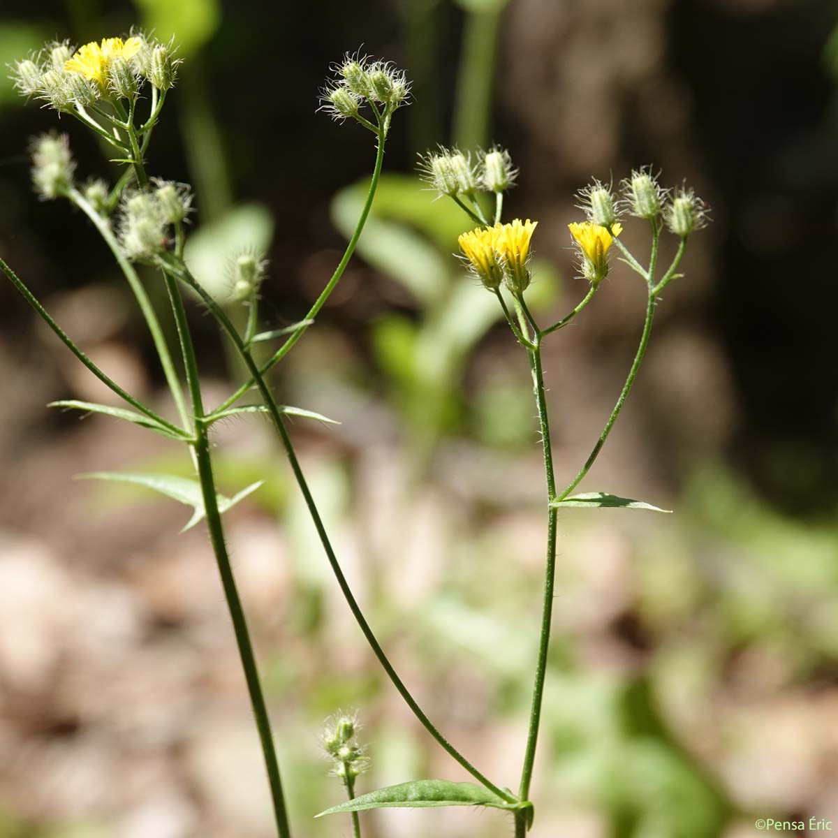 Crépide à petites fleurs - Crepis micrantha