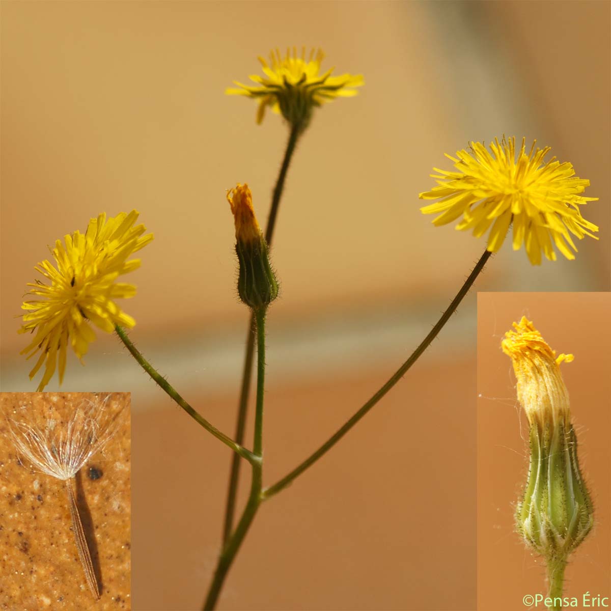 Crépide de Suffren - Crepis suffreniana