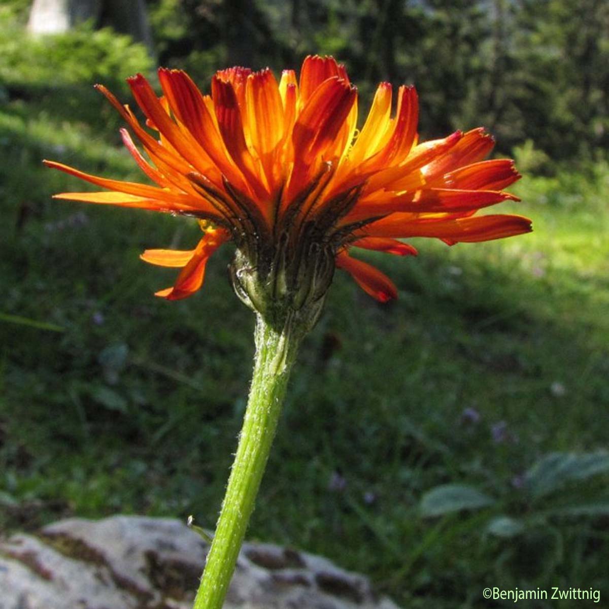 Crépide dorée - Crepis aurea subsp. aurea