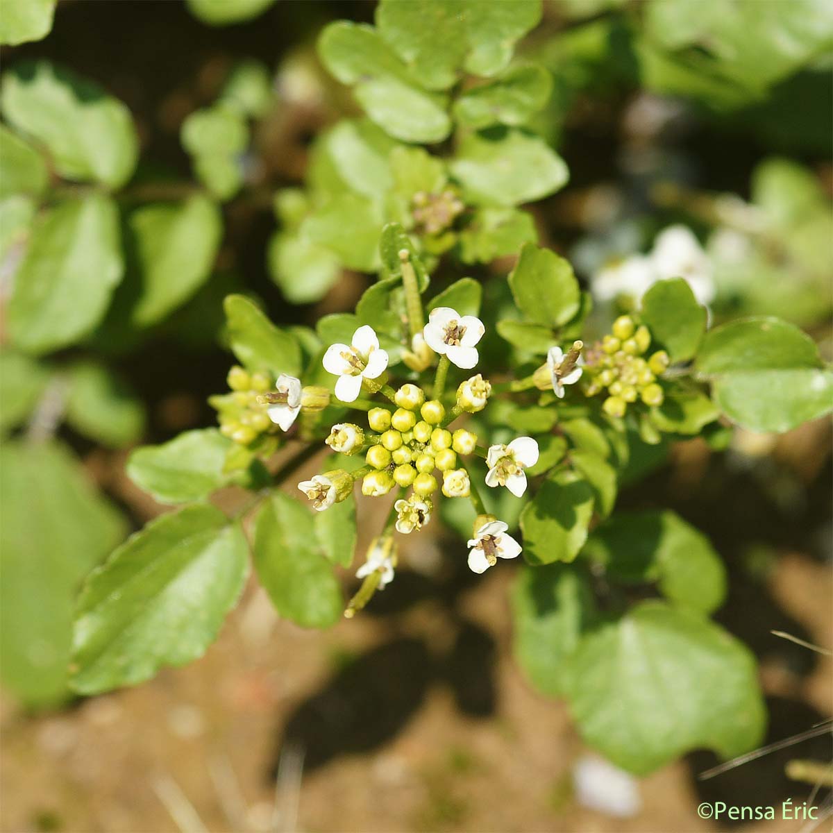 Cresson de fontaine - Nasturtium officinale