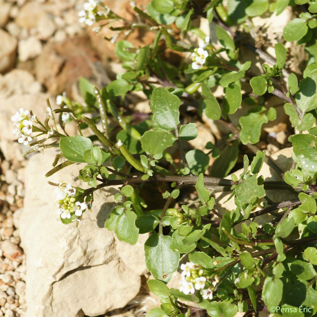 Cresson de fontaine - Nasturtium officinale