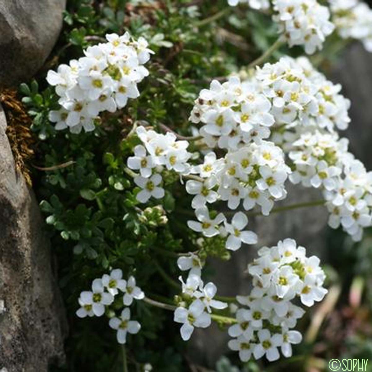 Cresson des chamois - Hornungia alpina