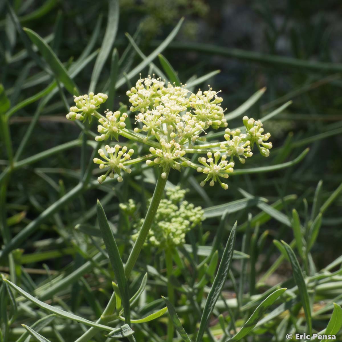 Criste marine - Crithmum maritimum