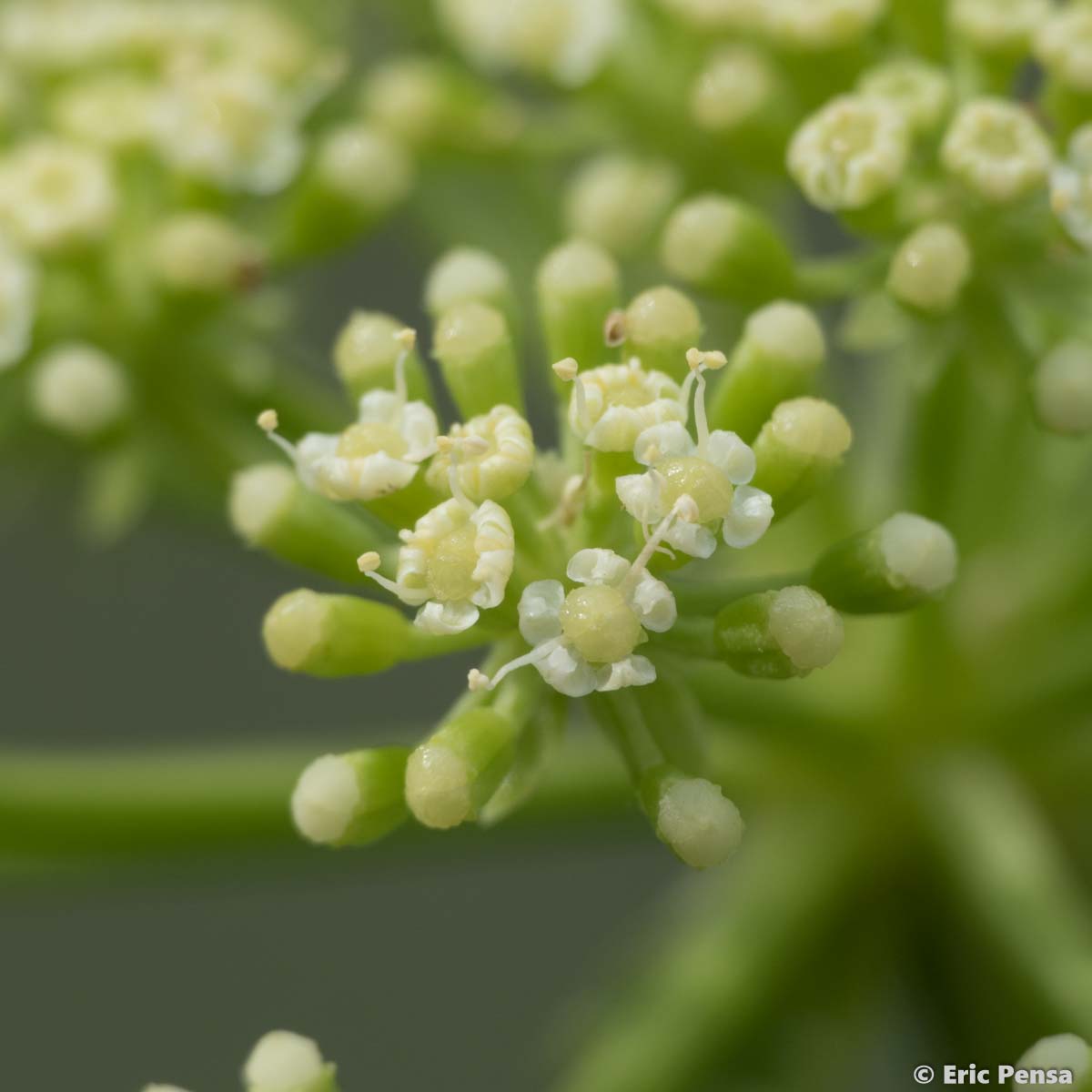 Criste marine - Crithmum maritimum