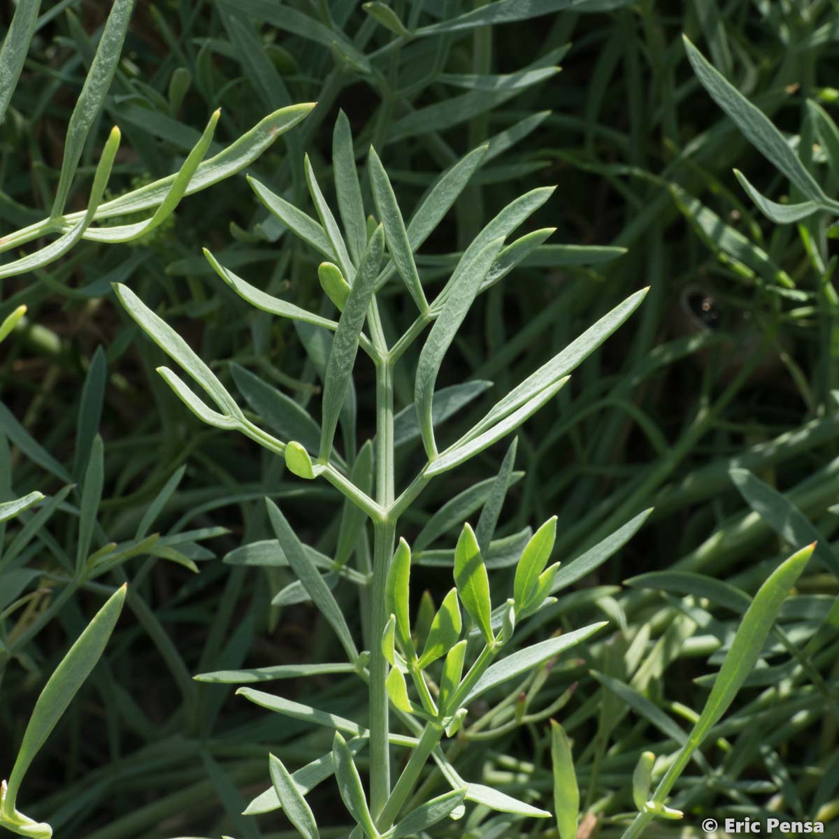 Criste marine - Crithmum maritimum