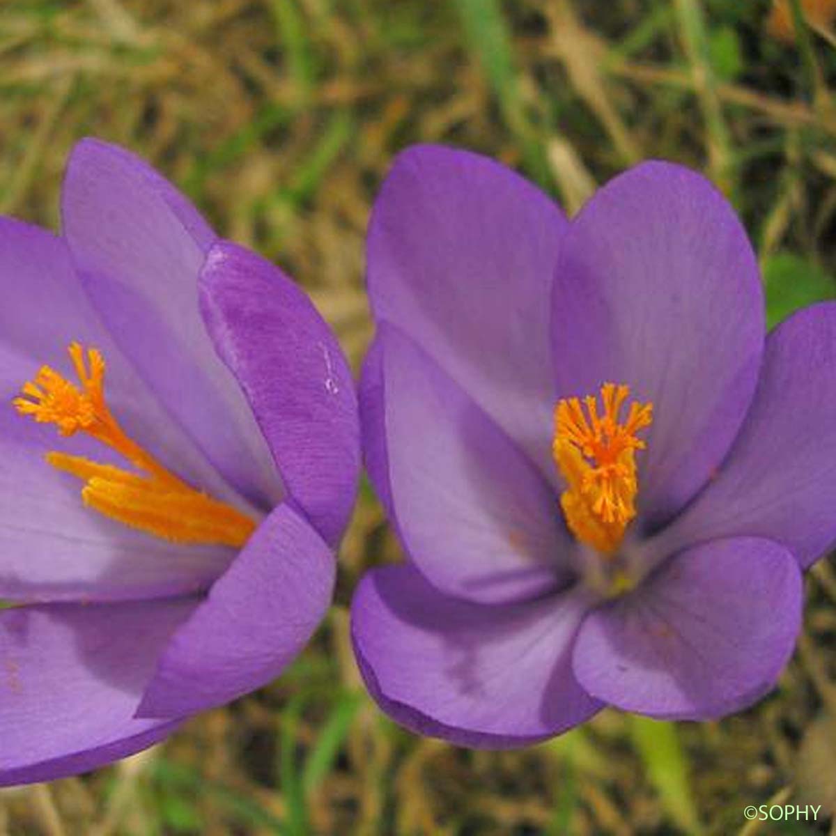 Crocus à fleurs nues - Crocus nudiflorus