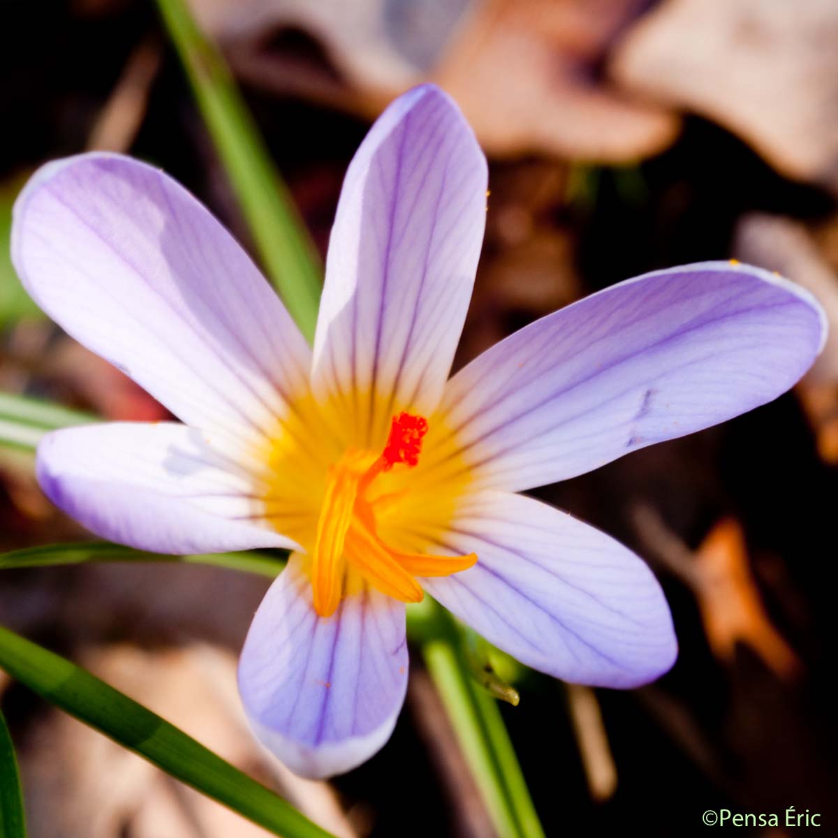 Crocus bigarré - Crocus versicolor