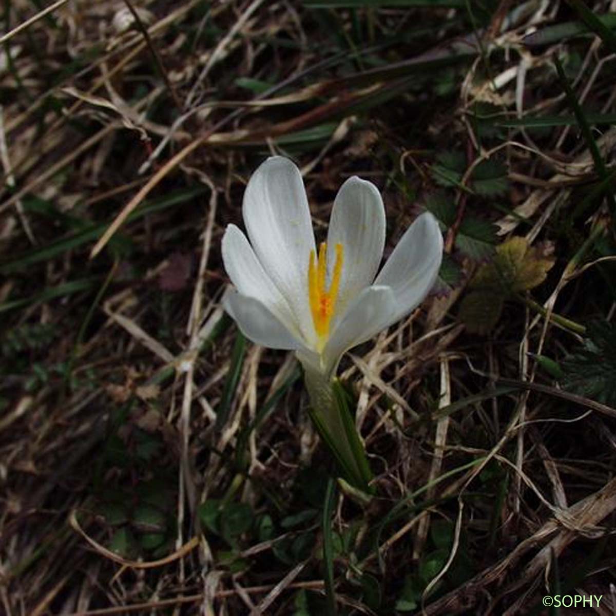 Crocus blanc - Crocus neapolitanus