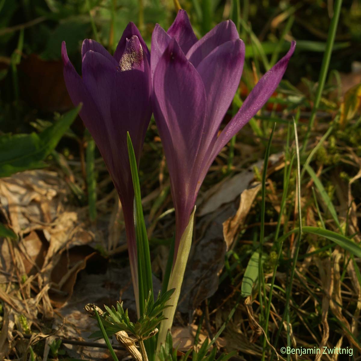 Crocus de printemps - Crocus vernus