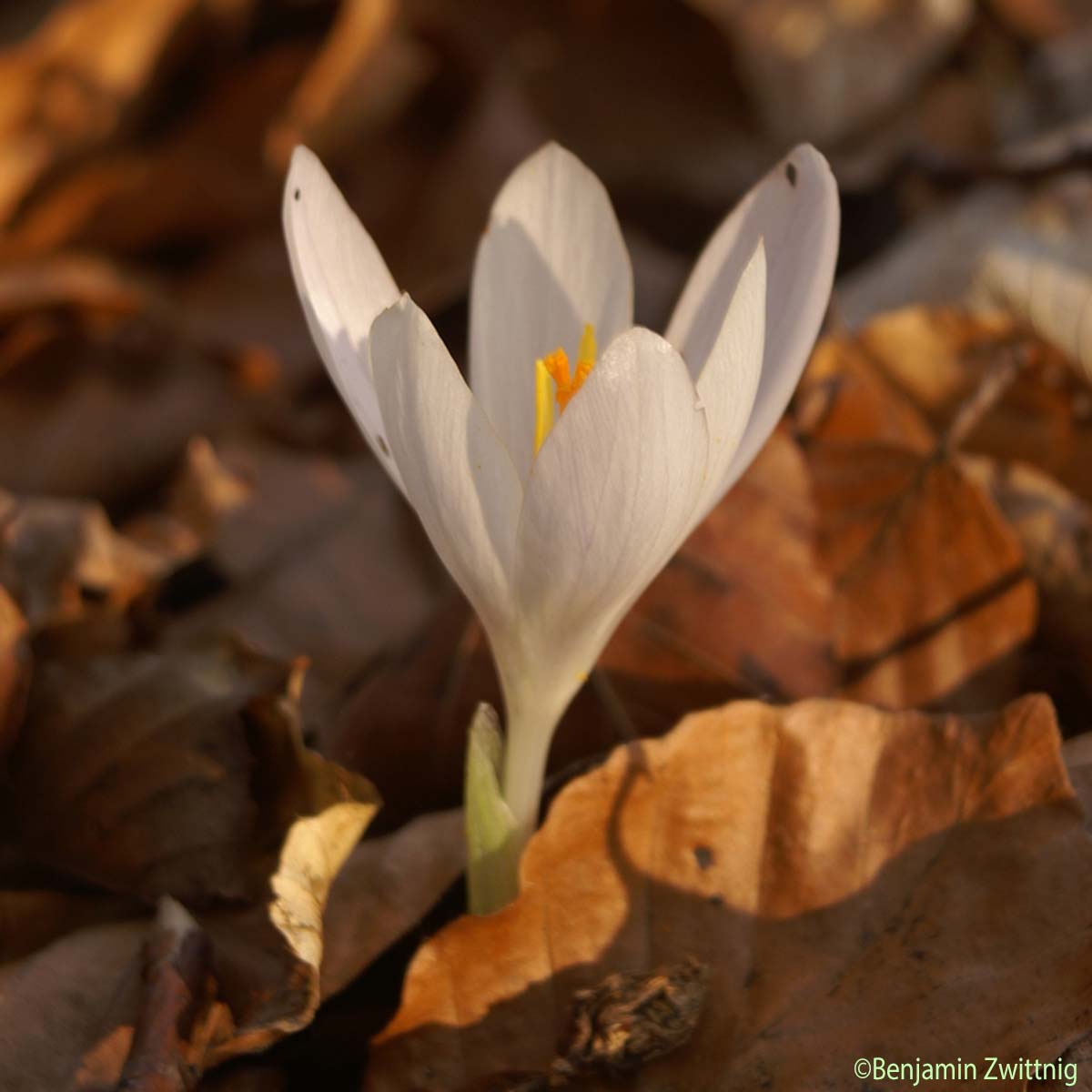 Crocus de printemps - Crocus vernus