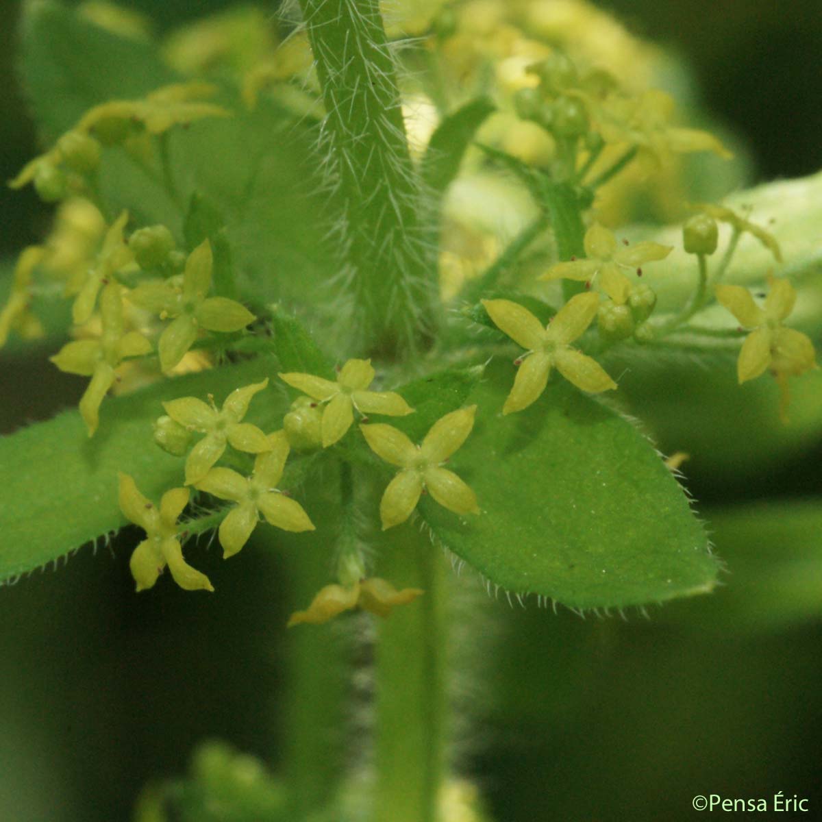 Croisette commune - Cruciata laevipes