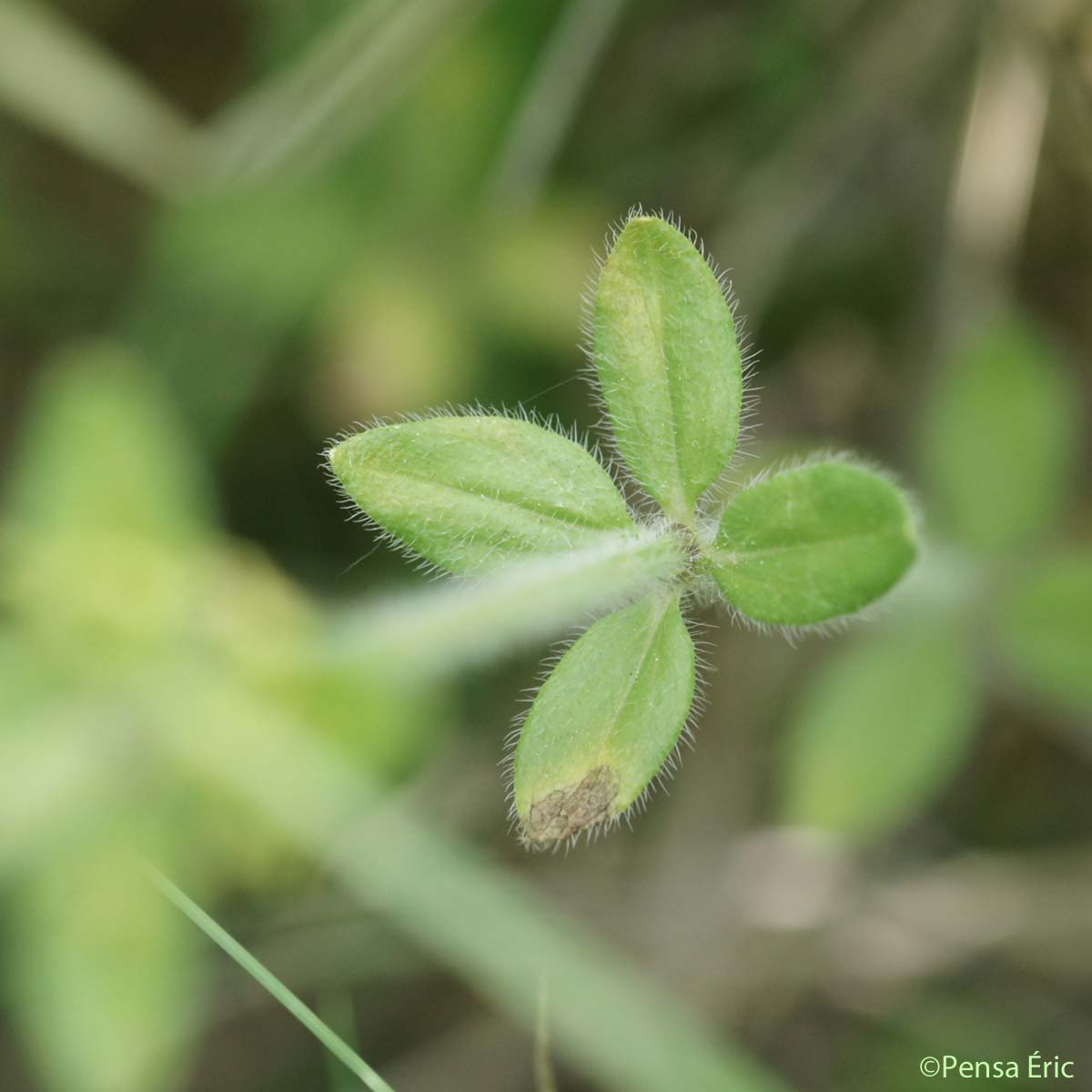 Croisette commune - Cruciata laevipes