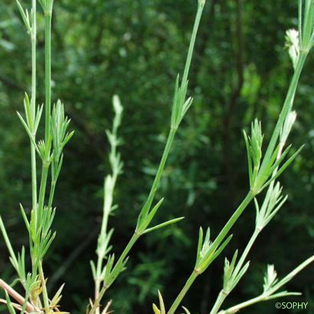 Crucianelle à feuilles étroites - Crucianella angustifolia