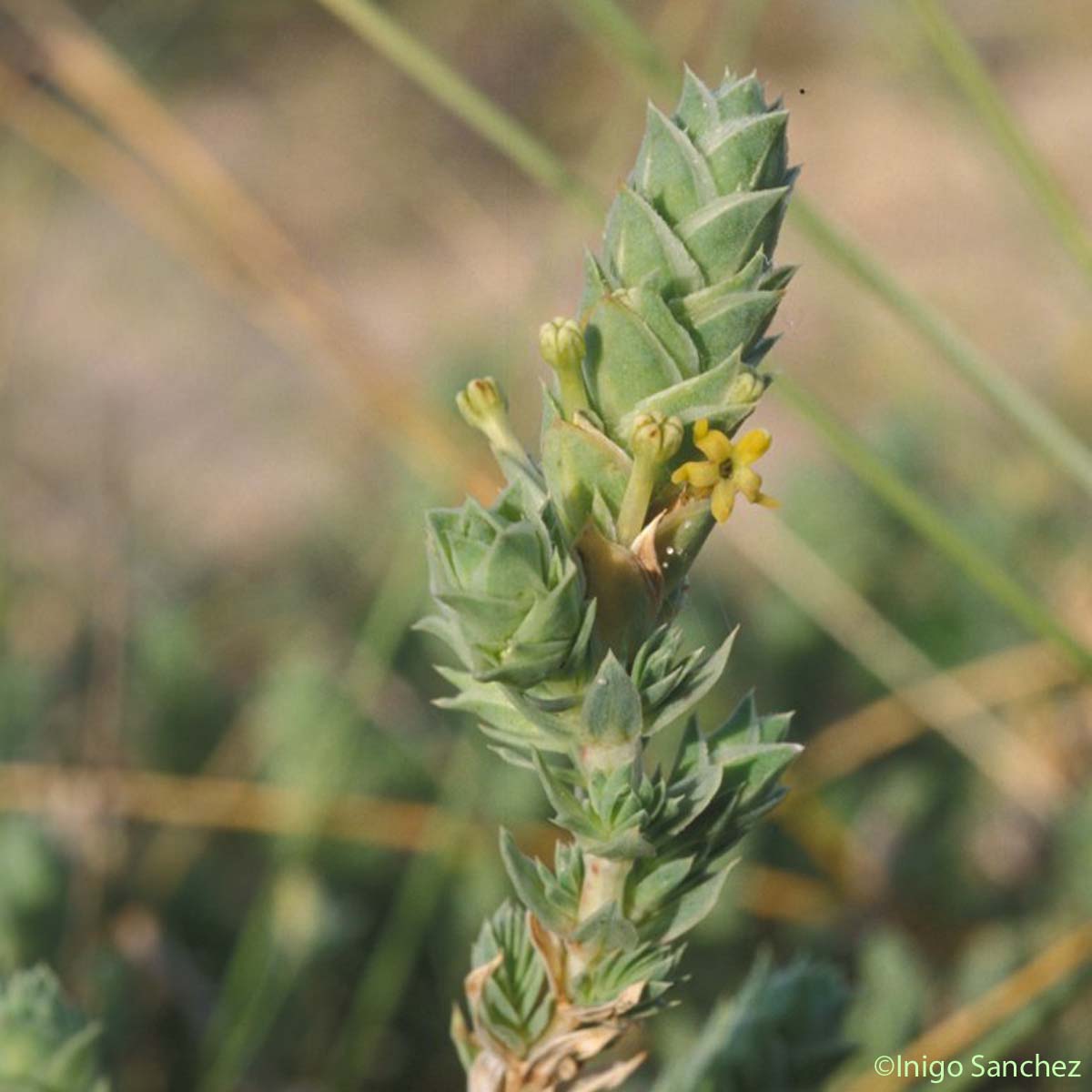 Crucianelle maritime - Crucianella maritima