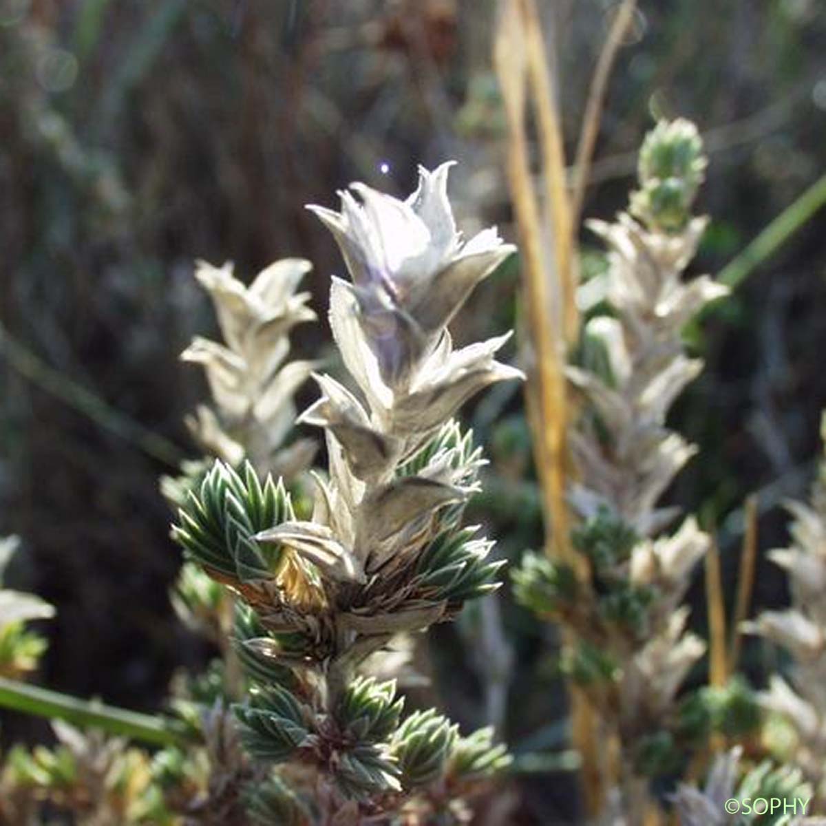 Crucianelle maritime - Crucianella maritima