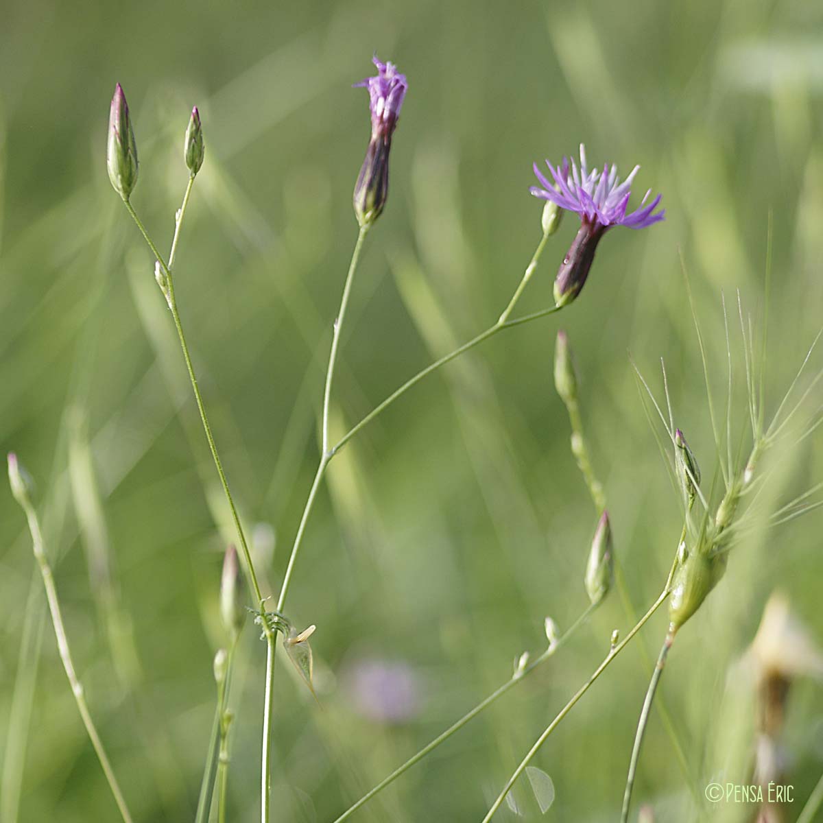 Crupine vulgaire - Crupina vulgaris