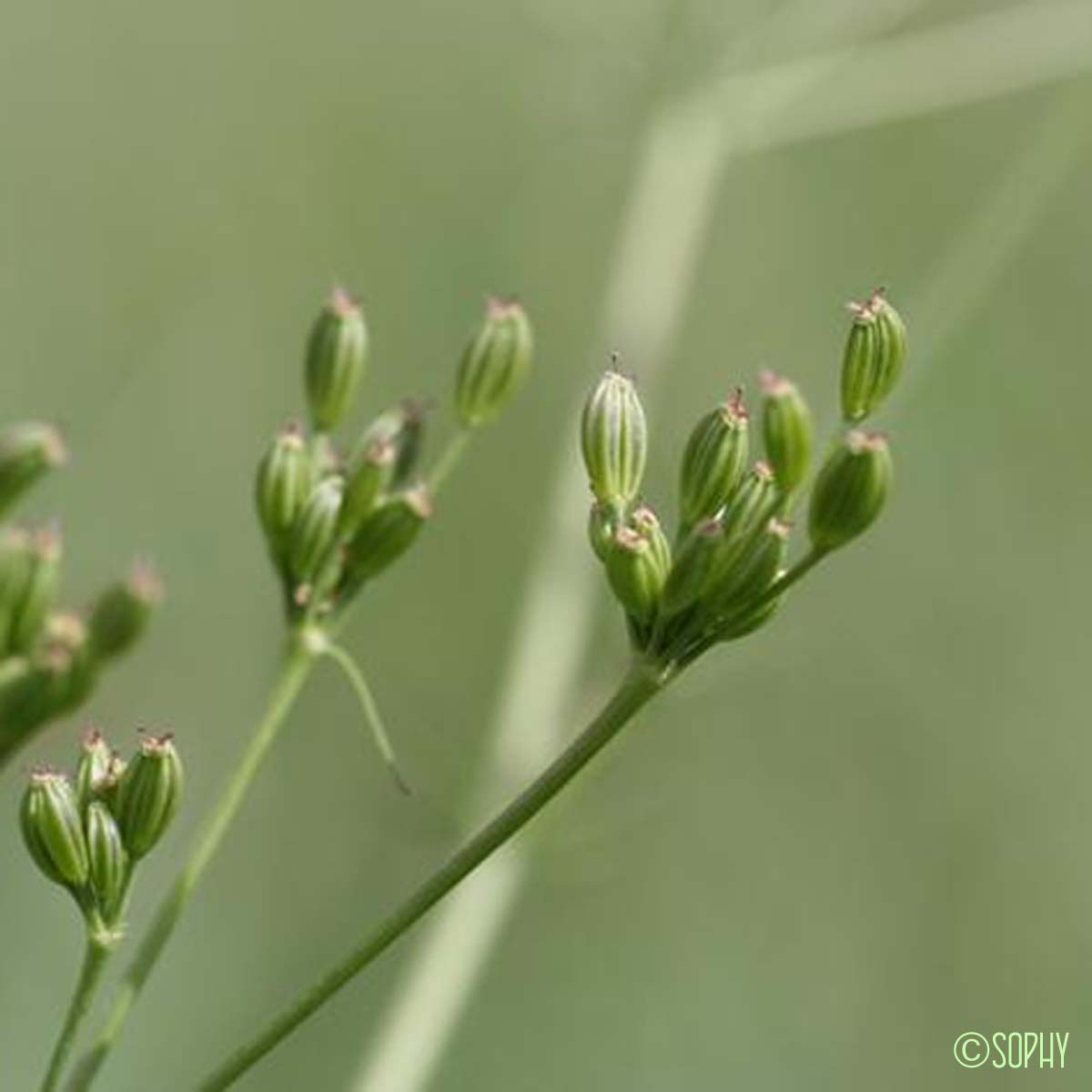 Cumin des prés - Carum carvi