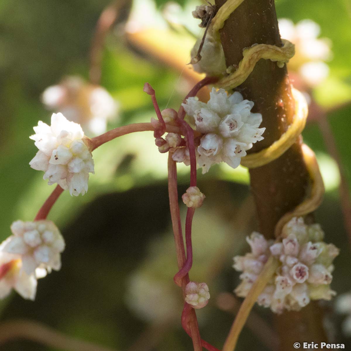 Cuscute d'Europe - Cuscuta europaea