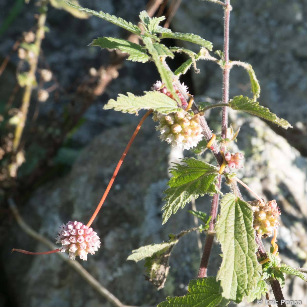 Cuscute d'Europe - Cuscuta europaea