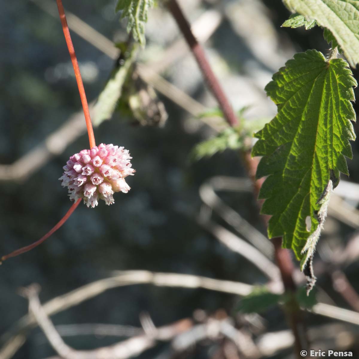 Cuscute d'Europe - Cuscuta europaea