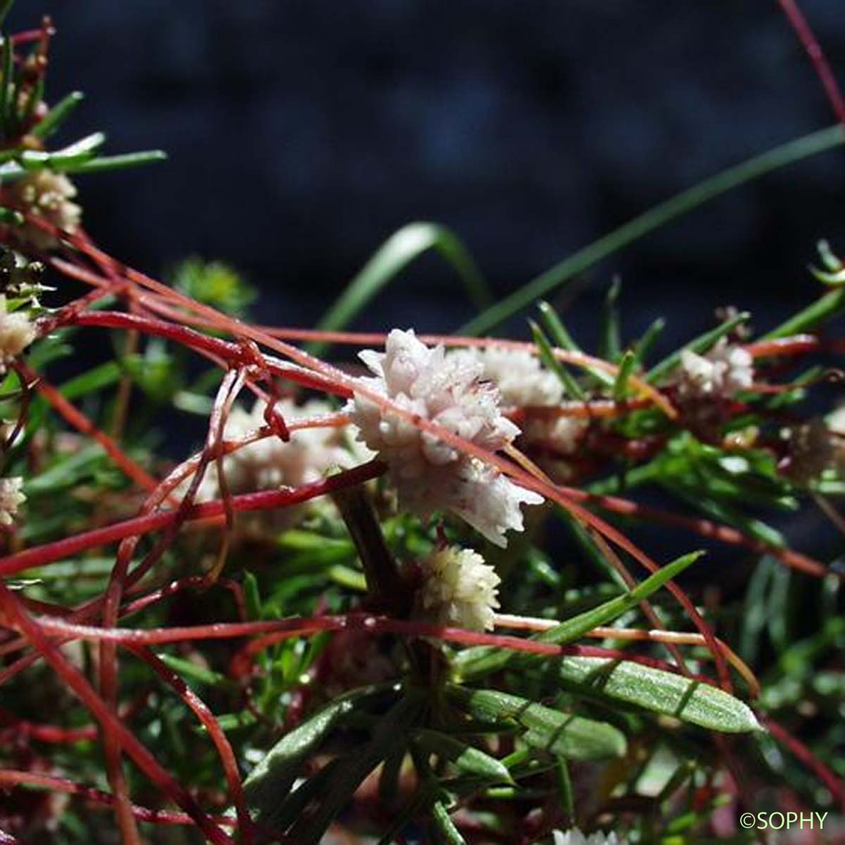 Cuscute du Thym - Cuscuta epithymum subsp. epithymum