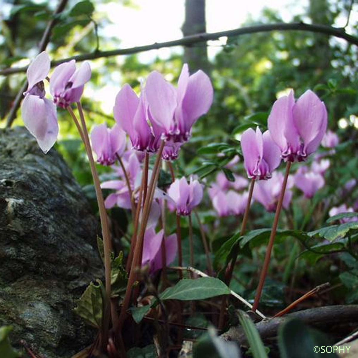 Cyclamen d'Europe - Cyclamen purpurascens