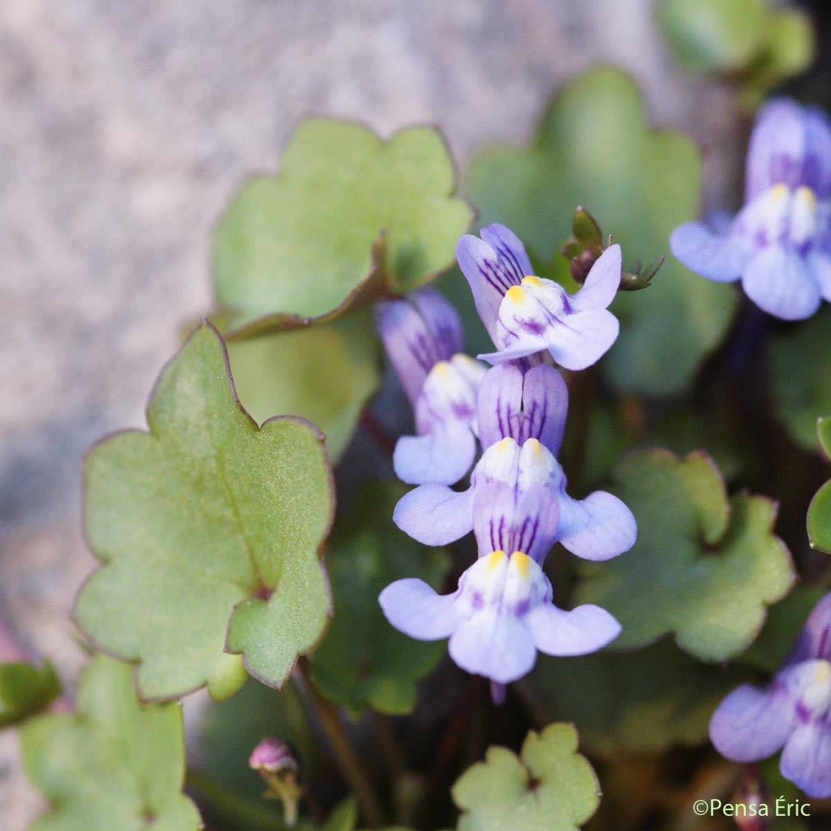 Cymbalaire des murs - Cymbalaria muralis