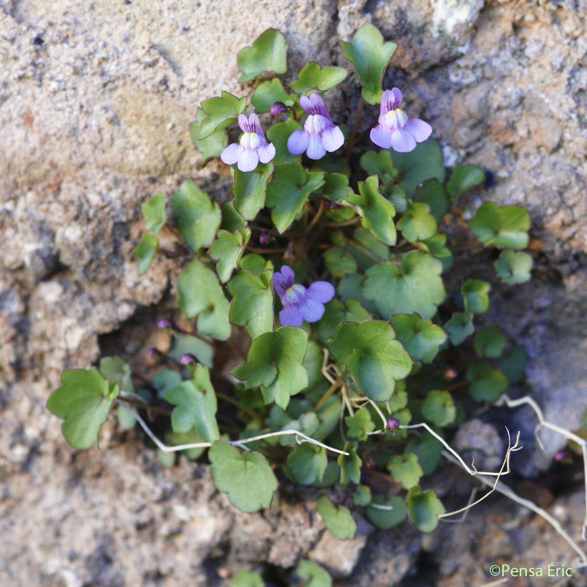 Cymbalaire des murs - Cymbalaria muralis