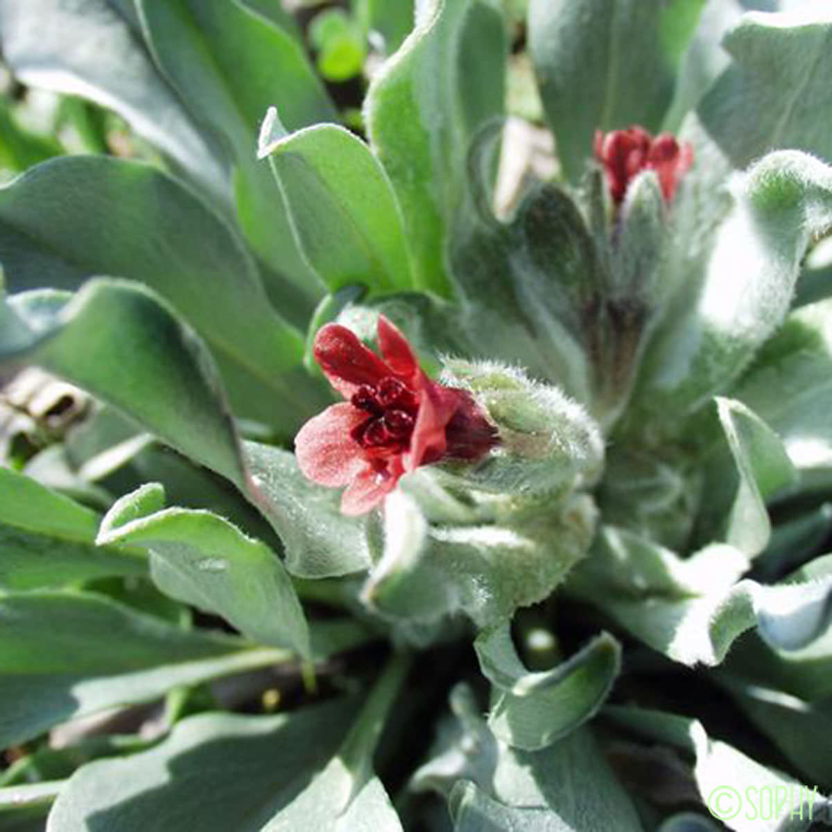 Cynoglosse à feuilles de Giroflée - Pardoglossum cheirifolium subsp. cheirifolium