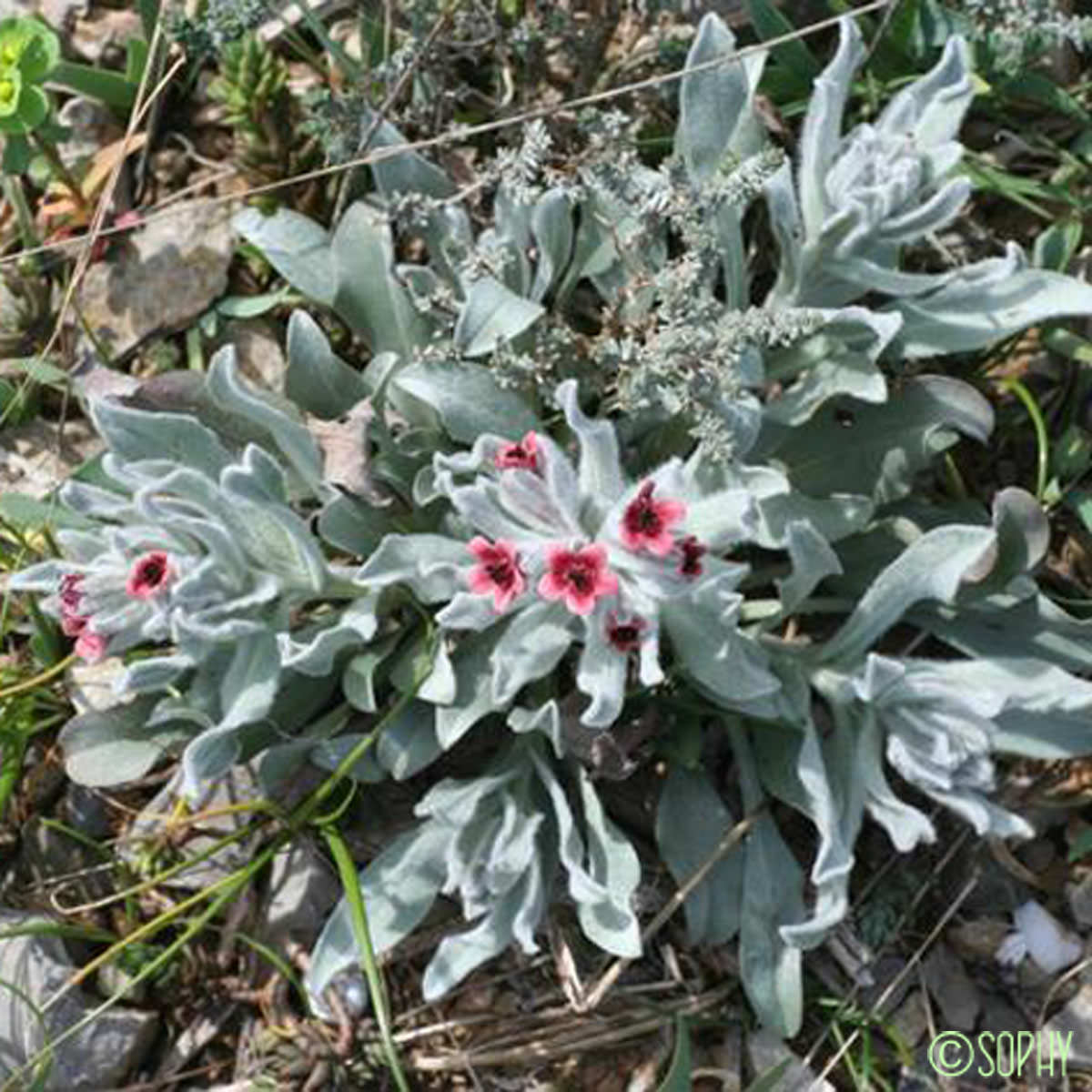 Cynoglosse à feuilles de Giroflée - Cynoglossum cheirifolium subsp. cheirifolium
