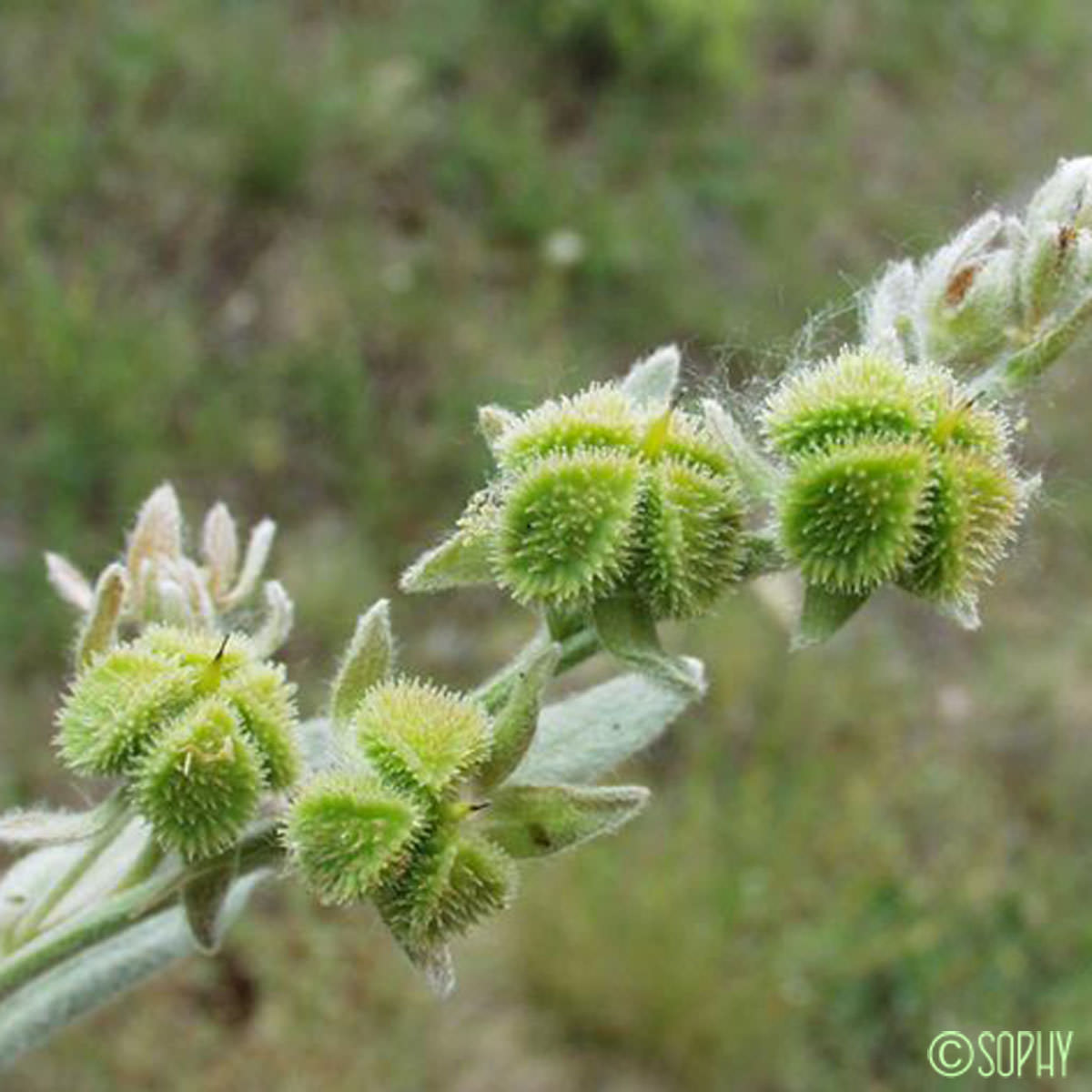 Cynoglosse à feuilles de Giroflée - Pardoglossum cheirifolium subsp. cheirifolium