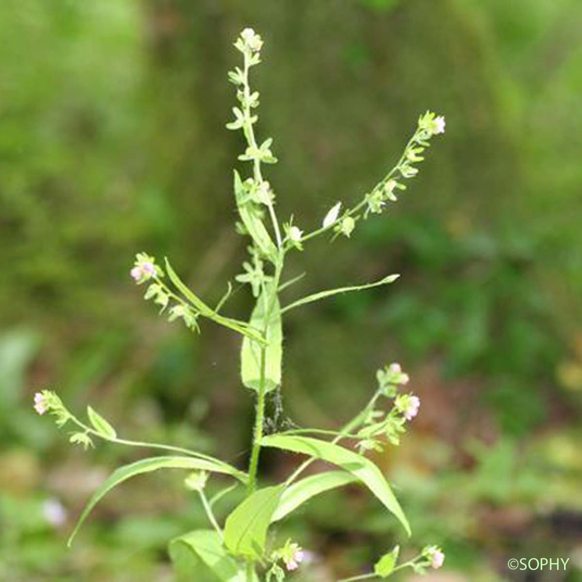 Cynoglosse d'Allemagne - Cynoglossum germanicum