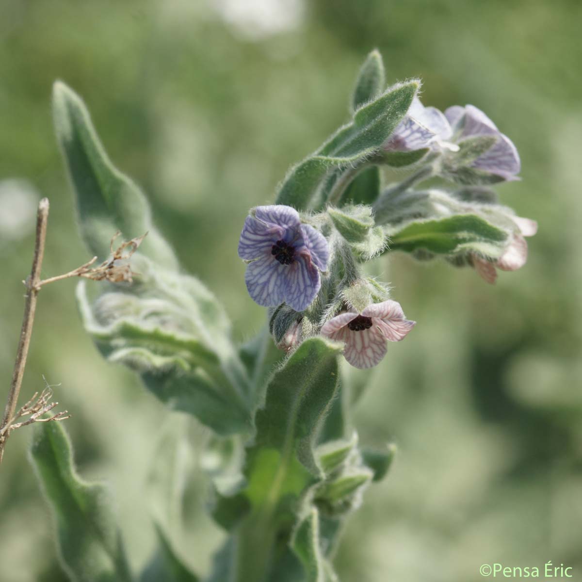 Cynoglosse de Crète - Cynoglossum creticum