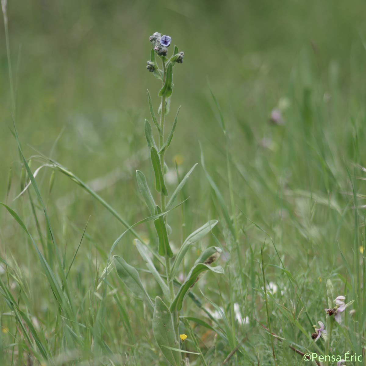 Cynoglosse de Crète - Cynoglossum creticum