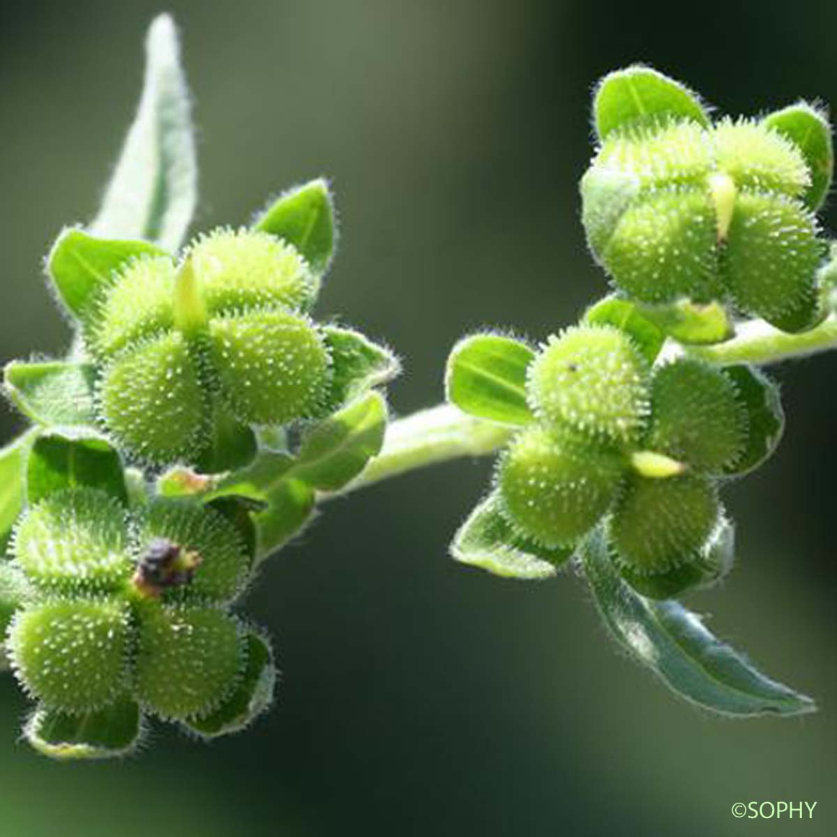 Cynoglosse de Dioscoride - Cynoglossum dioscoridis