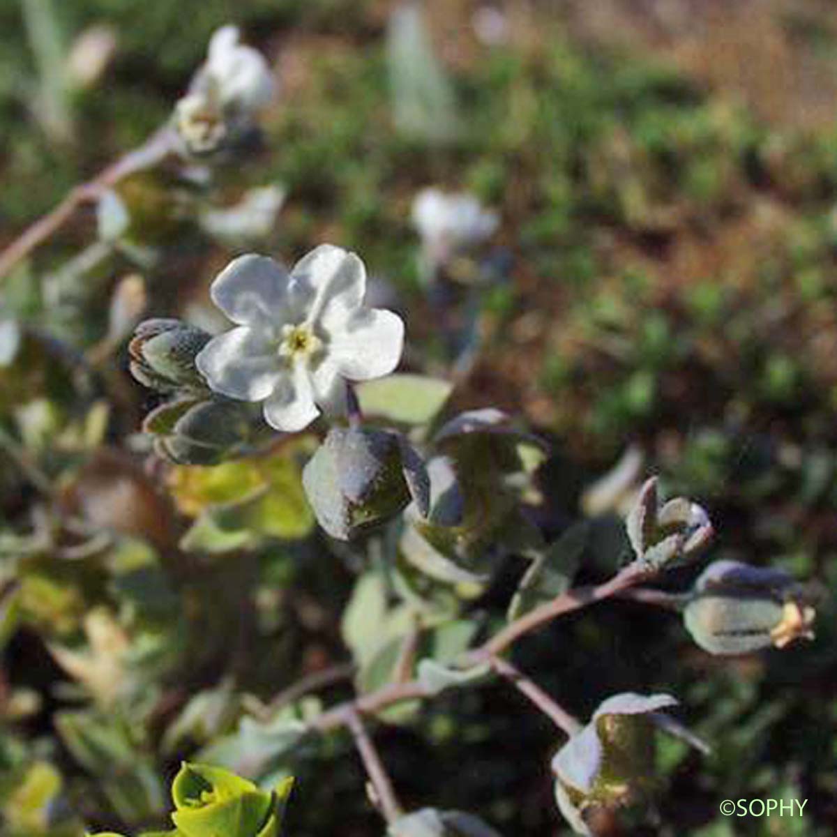 Cynoglosse des dunes - Omphalodes littoralis subsp. littoralis