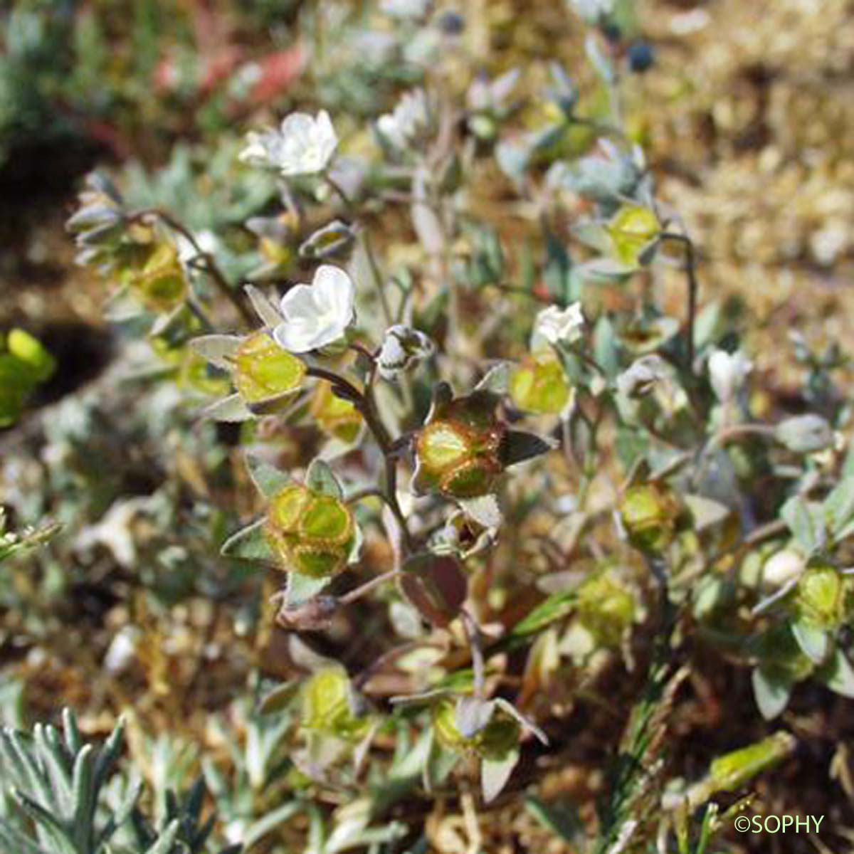 Cynoglosse des dunes - Omphalodes littoralis subsp. littoralis