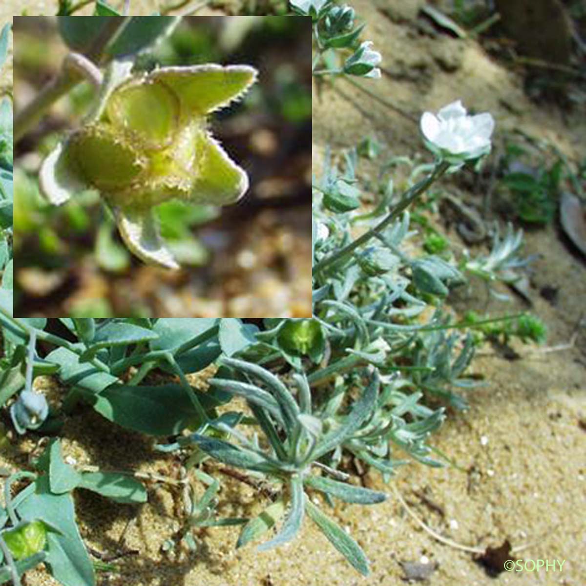 Cynoglosse des dunes - Omphalodes littoralis subsp. littoralis