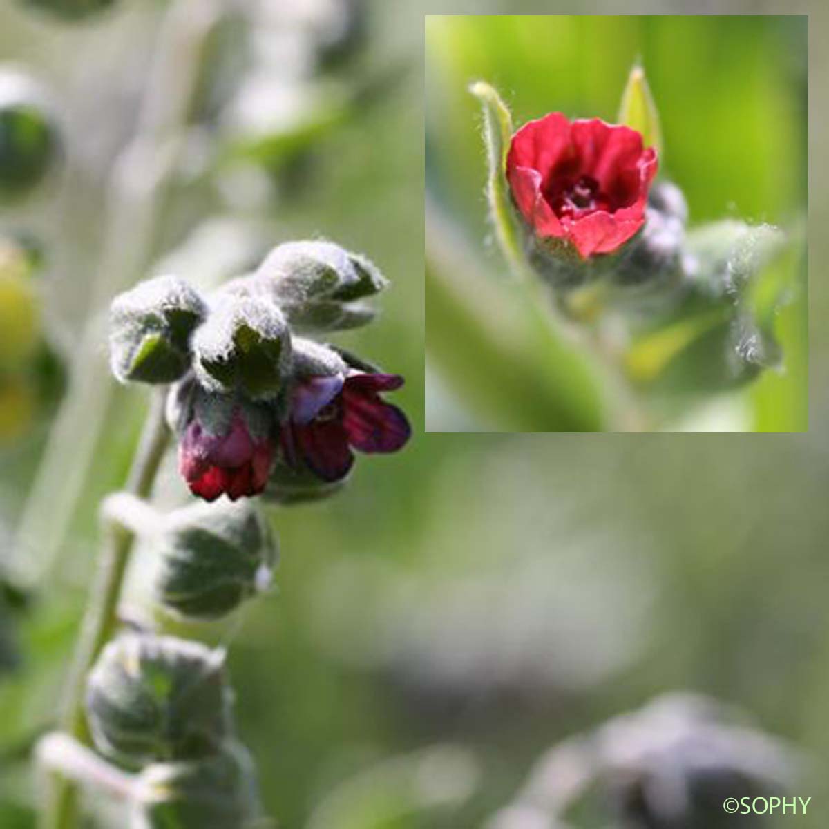 Cynoglosse officinale - Cynoglossum officinale