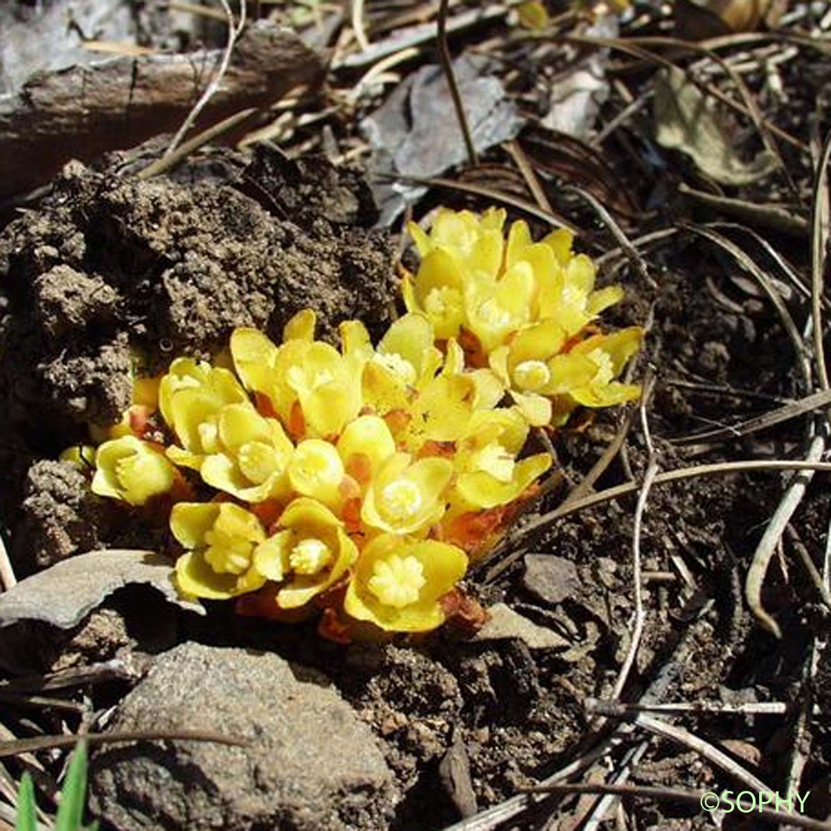 Cytinet - Cytinus hypocistis subsp. hypocistis