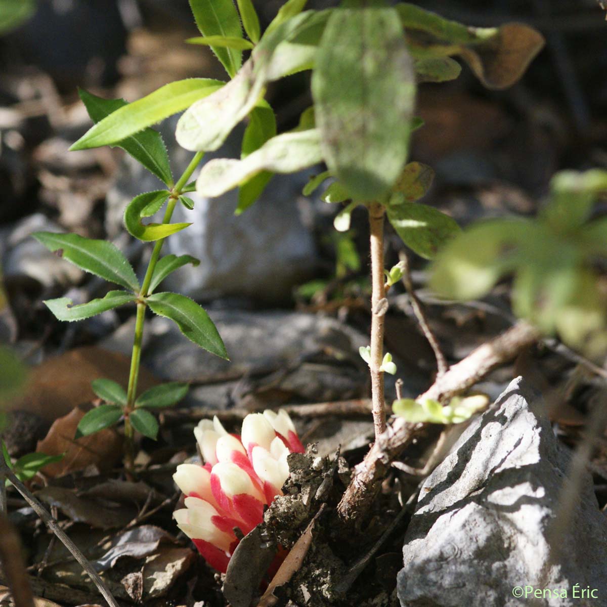 Cytinet rouge - Cytinus hypocistis subsp. clusii