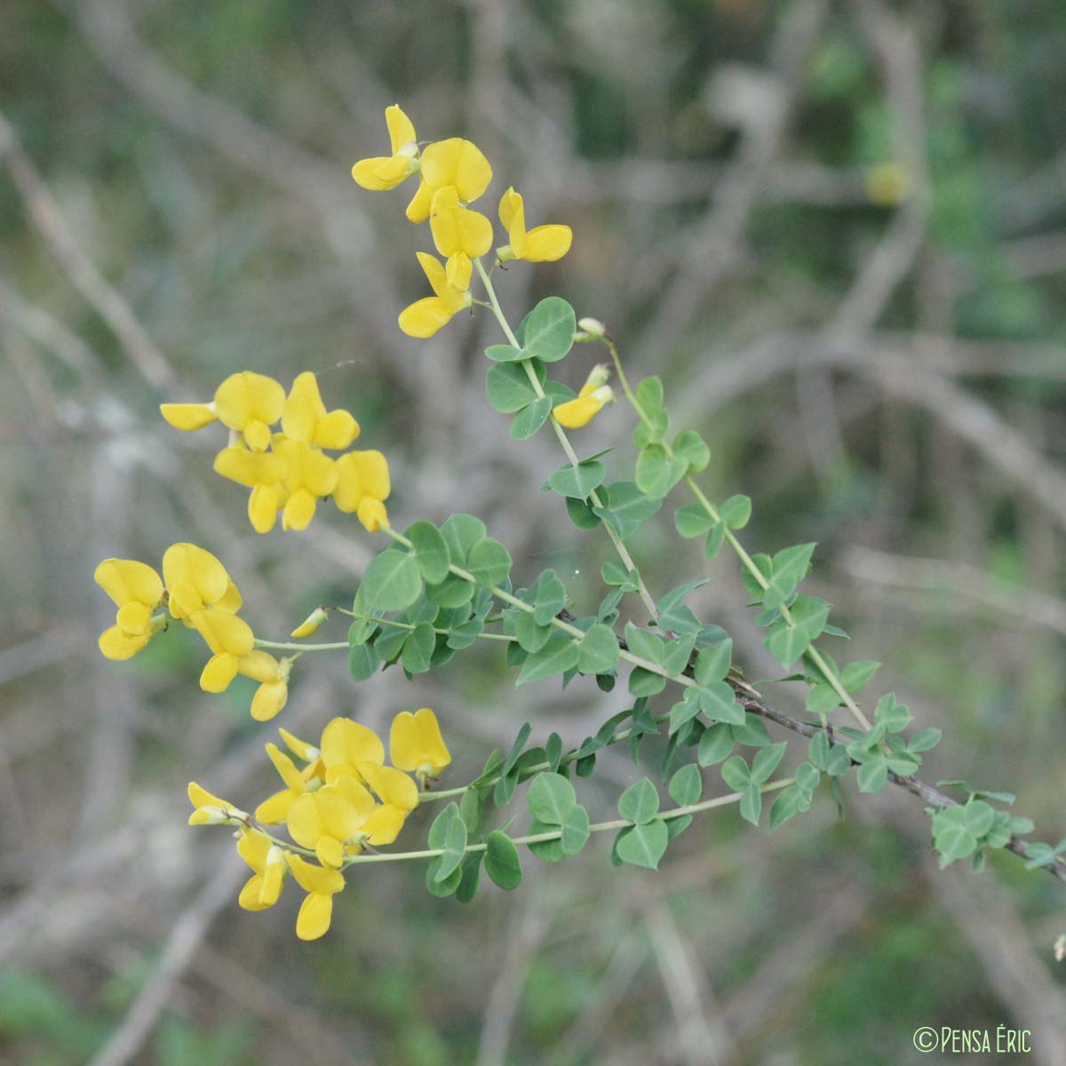 Cytise à feuilles sessiles - Cytisophyllum sessilifolium