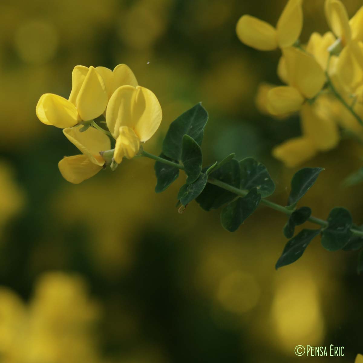 Cytise à feuilles sessiles - Cytisophyllum sessilifolium