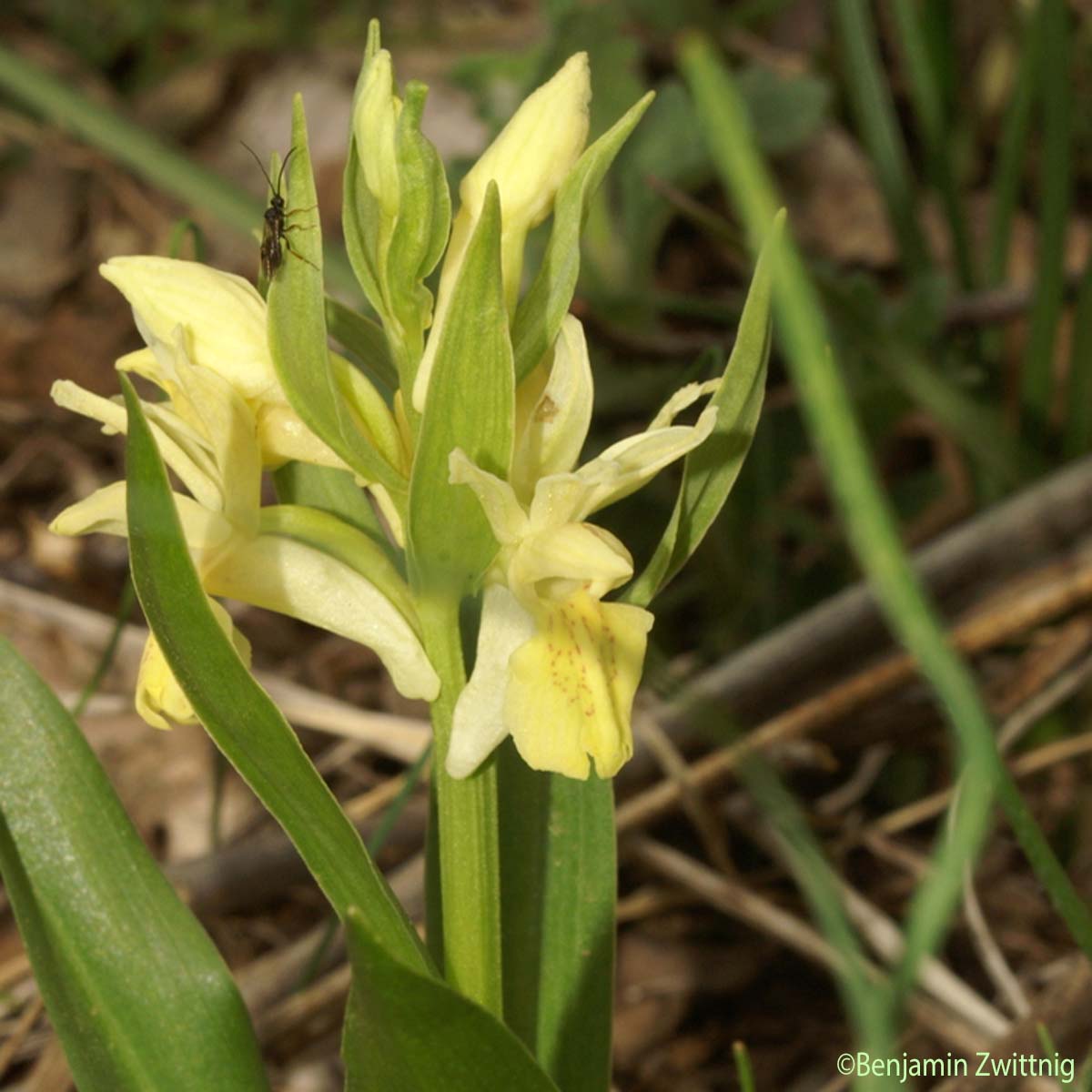 Dactylorhize à feuilles larges - Dactylorhiza sambucina