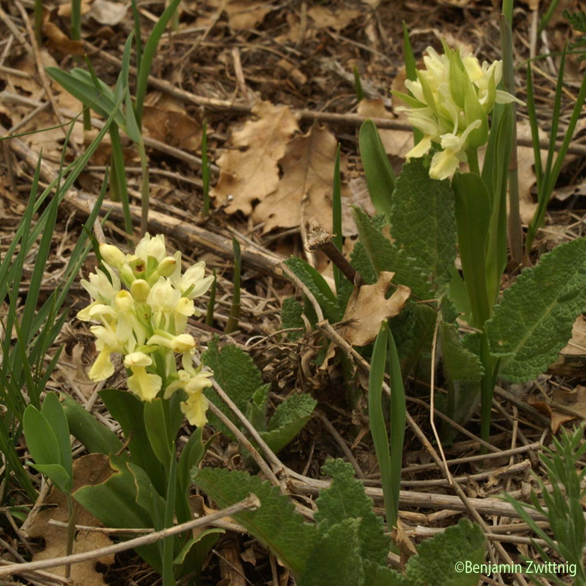 Dactylorhize à feuilles larges - Dactylorhiza sambucina