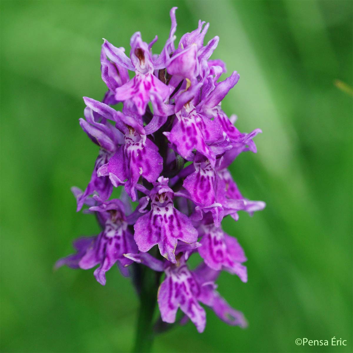 Dactylorhize de mai - Dactylorhiza majalis